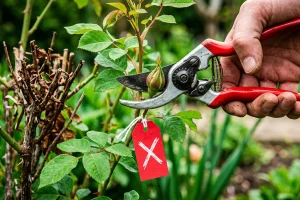 Il taglio di marzo che molti sbagliano: le 5 piante che rischi di rovinare proprio alla soglia della primavera