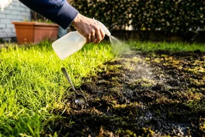 Il trucco da cucina che “brucia” il muschio dal prato (e perché da solo non basta)