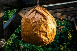 Il trucco da pochi centesimi contro le vespe asiatiche che molti ignorano in giardino