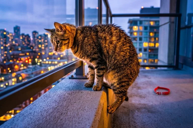 Lasciare il gatto libero fuori casa: l’errore che accorcia di anni la sua vita