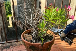 Laurierroos tutta grigia dopo l’inverno: l’errore istintivo che può azzerare la fioritura