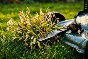 L’errore che rovina i tuoi bucaneve proprio dopo la fioritura (e ti toglie fiori ogni anno)