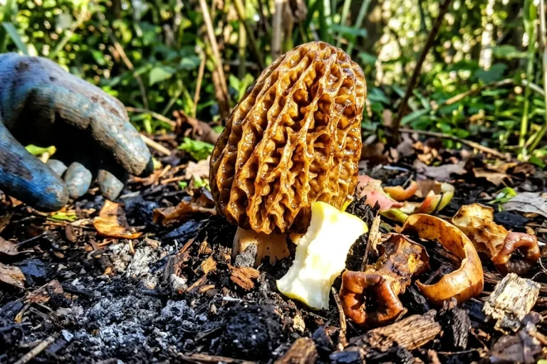 L’errore che rovina le morielje in giardino (e il “rifiuto” di cucina che le fa esplodere)